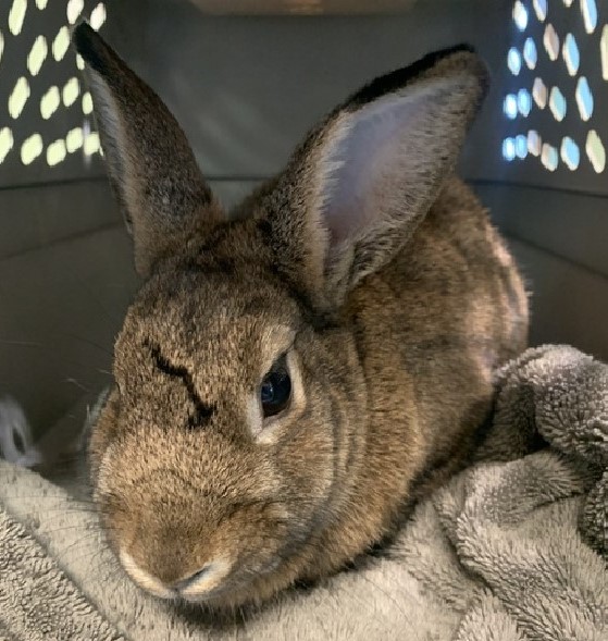 a shelter rabbit waiting for her new home